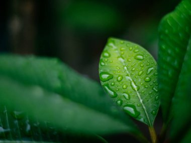 Taze doğa. Yağmurdan sonra çiyli yeşil yaprağı kapat..