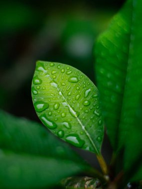 Taze doğa. Yağmurdan sonra çiyli yeşil yaprağı kapat..