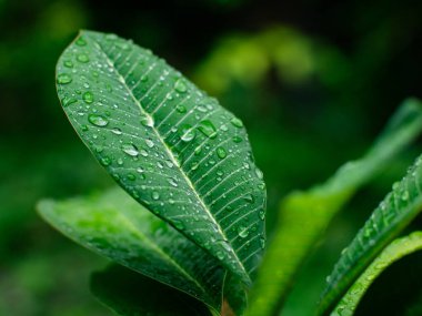 Taze doğa. Yağmurdan sonra çiyli yeşil yaprağı kapat..