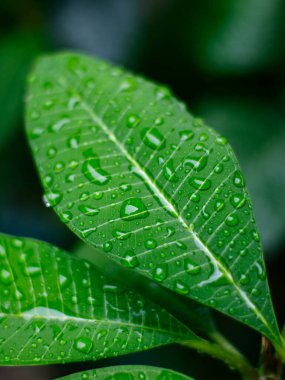 Taze doğa. Yağmurdan sonra çiyli yeşil yaprağı kapat..