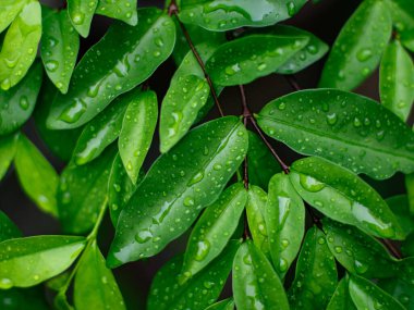 Taze doğa. Yağmurdan sonra çiyli yeşil yaprağı kapat..