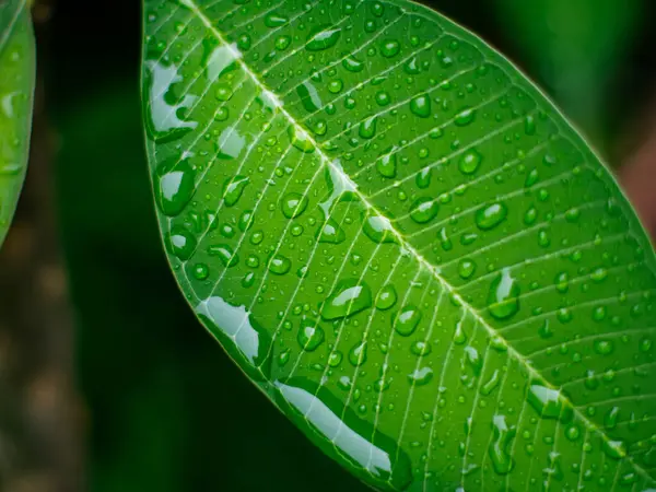 Taze doğa. Yağmurdan sonra çiyli yeşil yaprağı kapat..