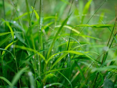 Taze doğa. Çimen yaprağını su çiğ tanesiyle kapat. Yağmurdan sonra damla damla..