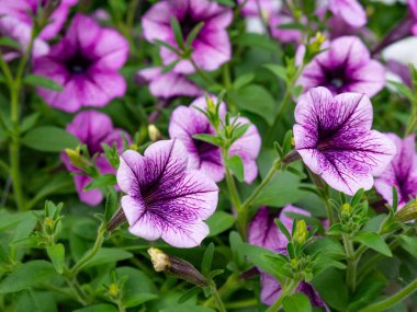 Petunya çiçeği yaz çayırında.