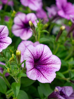 Petunya çiçeği yaz çayırında.