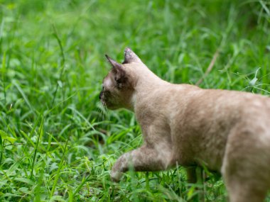 Yeşil çimen arka planına sahip sevimli kahverengi bir kedinin yakın plan portresi..