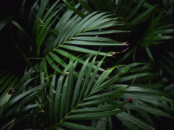 Koyu yeşil tropikal palmiye iz arkaplanı.