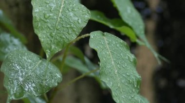 Yağmur altında şelaleli taze yeşil bitkiler. Yaprak ve su damlalarıyla doğal yeşil arkaplan.