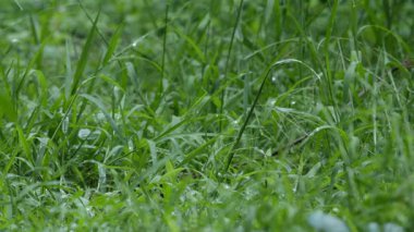 Yağmurda taze yeşil bitkiler. Yaprak ve su damlalarıyla doğal yeşil arkaplan.