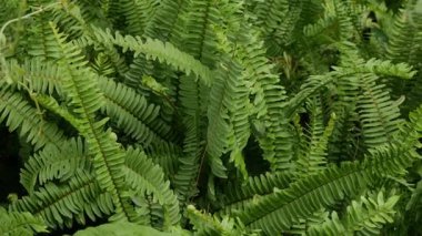 Nephrolepis cordifolia, Kılıç eğreltiotu, Fishbone eğreltiotu doğa bahçesi arka planı.