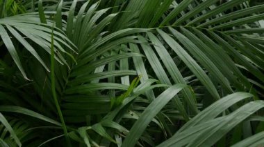 Koyu yeşil tropikal palmiye iz arkaplanı.