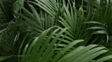 Koyu yeşil tropikal palmiye iz arkaplanı.