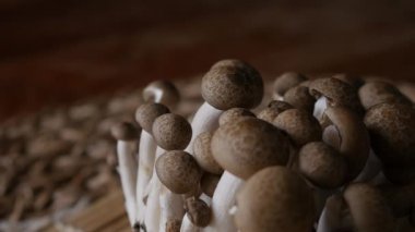 Taze kahverengi shimeji mantarı veya kayın mantarı.