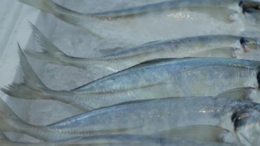 Taze Kocagöz balık pazarında satılık..