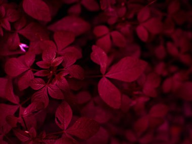 Yaprak ve su damlalarıyla soyut doğal bitki arkaplanı.