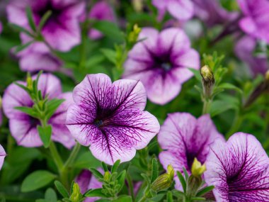 Petunya çiçeği yaz çayırında.