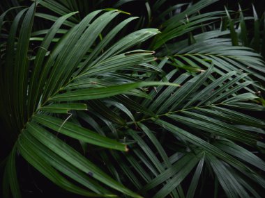 Koyu yeşil tropikal palmiye iz arkaplanı.