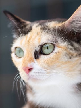 Yeşil gözlü bir kedinin yakın plan portresi..