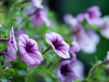 Petunya çiçeği yaz çayırında.