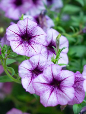 Petunya çiçeği yaz çayırında.