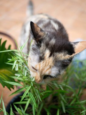 Thyrsostachys siamensis Gamble ya da Temple Bamboo.