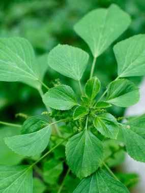 Hint akalizfasının Acalypha indica 'sı aynı zamanda Hint Merkür ya da Hint Nettle' ı olarak da bilinir. Tıbbî kullanımıyla ve köklerini evcil kedilere çekmesiyle tanınır. Kedi nanesi gibi özellikleri vardır..
