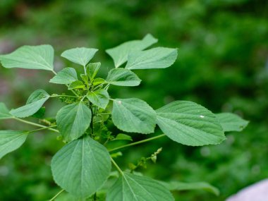Hint akalizfasının Acalypha indica 'sı aynı zamanda Hint Merkür ya da Hint Nettle' ı olarak da bilinir. Tıbbî kullanımıyla ve köklerini evcil kedilere çekmesiyle tanınır. Kedi nanesi gibi özellikleri vardır..