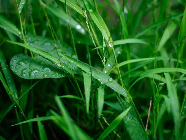 Taze doğa. Çimen yaprağını su çiğ tanesiyle kapat. Yağmurdan sonra damla damla..