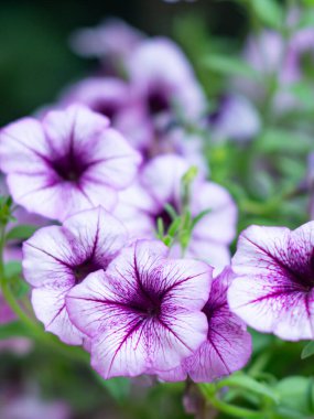 Petunya çiçeği yaz çayırında.