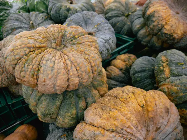 Süpermarkette balkabağı yığını.