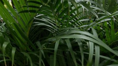 Koyu yeşil tropikal palmiye iz arkaplanı.