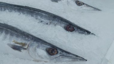 Balık pazarında satılık taze Barakuda ya da Seapike..