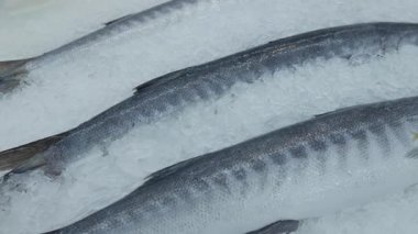 Balık pazarında satılık taze Barakuda ya da Seapike..