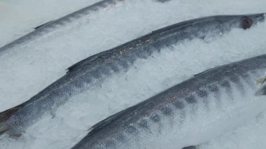 Balık pazarında satılık taze Barakuda ya da Seapike..