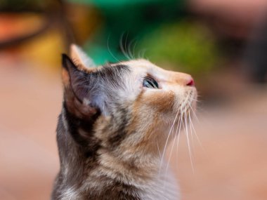Yeşil gözlü bir kedinin yakın plan portresi..
