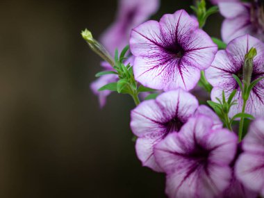 Petunya çiçeği yaz çayırında.