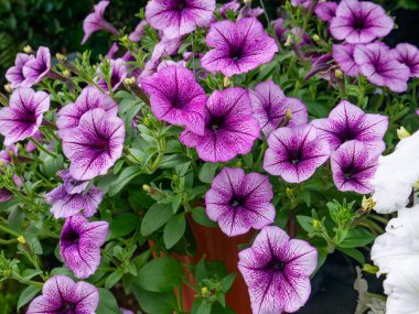 Petunya çiçeği yaz çayırında.