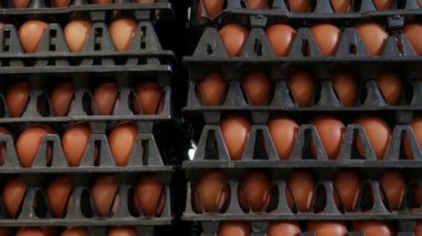 Bir tarımsal yumurta çiftliği fabrikasından tepsiler içinde kahverengi yumurta yığınları. Toptan piyasa için..