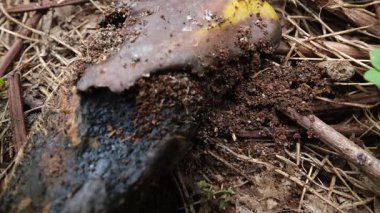 Doğadaki Kızıl Ateş Karıncaları kolonisini kapatın..