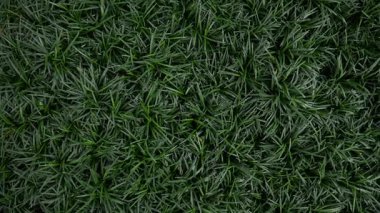 Mondo Çimeni Çeşmesi, Bahçe için Ophiopogon Japonicas.