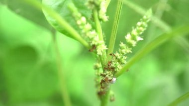 Yeşil Bitki Kökünde Honeydew için Yaprak Bitkileri Çiftçiliği.