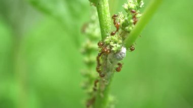 Yeşil Bitki Kökünde Honeydew için Yaprak Bitkileri Çiftçiliği.
