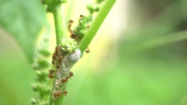 Yeşil Bitki Kökünde Honeydew için Yaprak Bitkileri Çiftçiliği.
