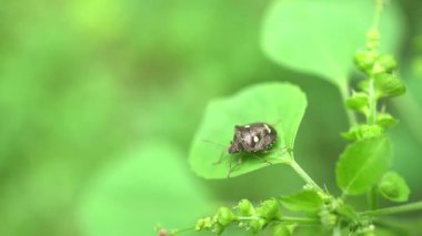 Yeşil Yaprak üzerinde beyaz benekli Jewel Bug (Scutelleridae) veya Paracritheus trimaculatus (Kalkan sırtlı böcek).