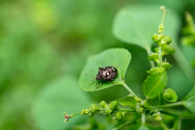 Beyaz benekli Jewel Bug (Scutelleridae) veya Paracritheus trimaculatus (Kalkan sırtlı böcek)).