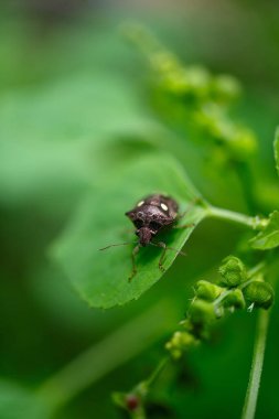 Beyaz benekli Jewel Bug (Scutelleridae) veya Paracritheus trimaculatus (Kalkan sırtlı böcek)).