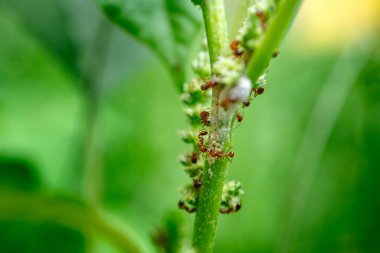 Yeşil Bitki Kökünde Honeydew için Yaprak Bitkileri Çiftçiliği.