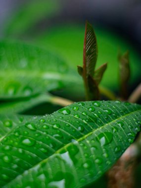 Taze doğa. Yağmurdan sonra çiyli yeşil yaprağı kapat..