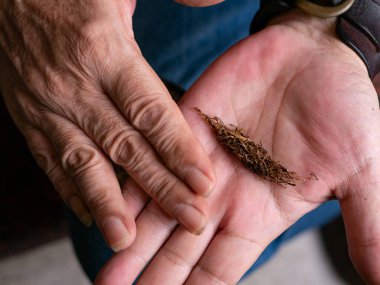 Kurutulmuş tütünle sarılmış sigara hazırlıyorum..