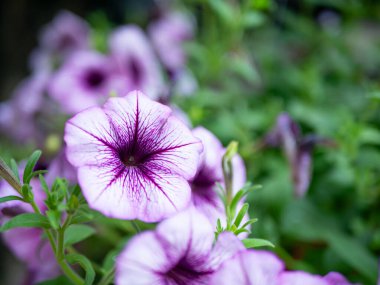 Petunya çiçeği yaz çayırında.